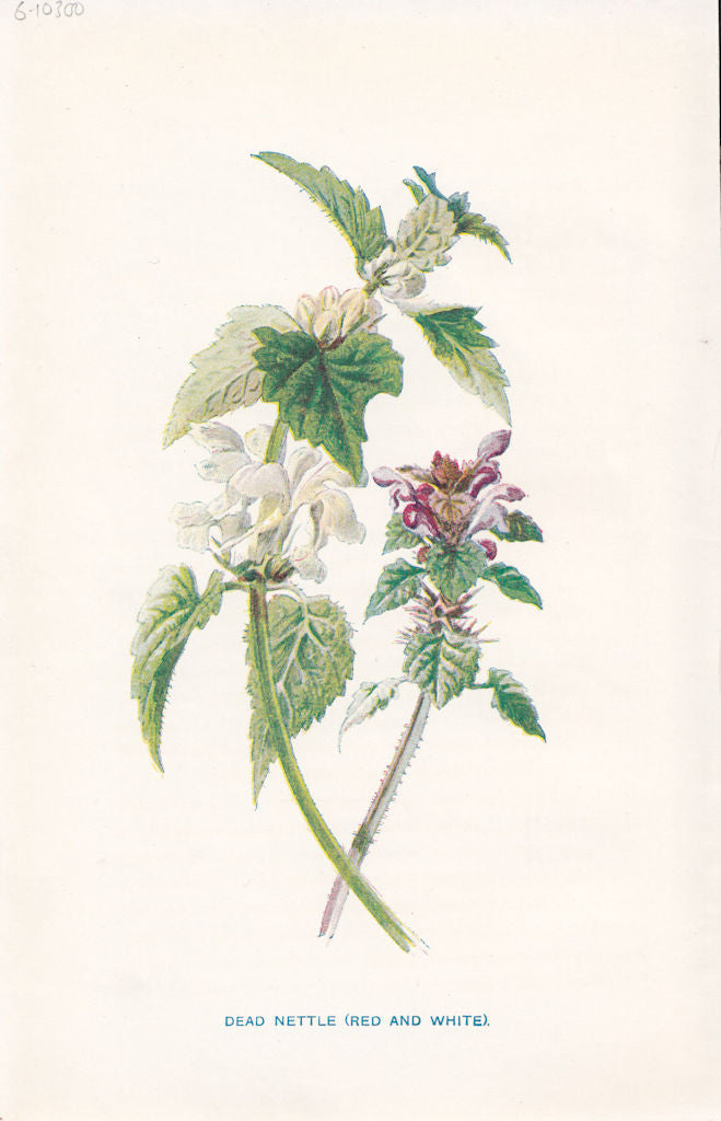 FLOWERS. Dead-Nettle(Red & White) c1895 old antique vintage print picture